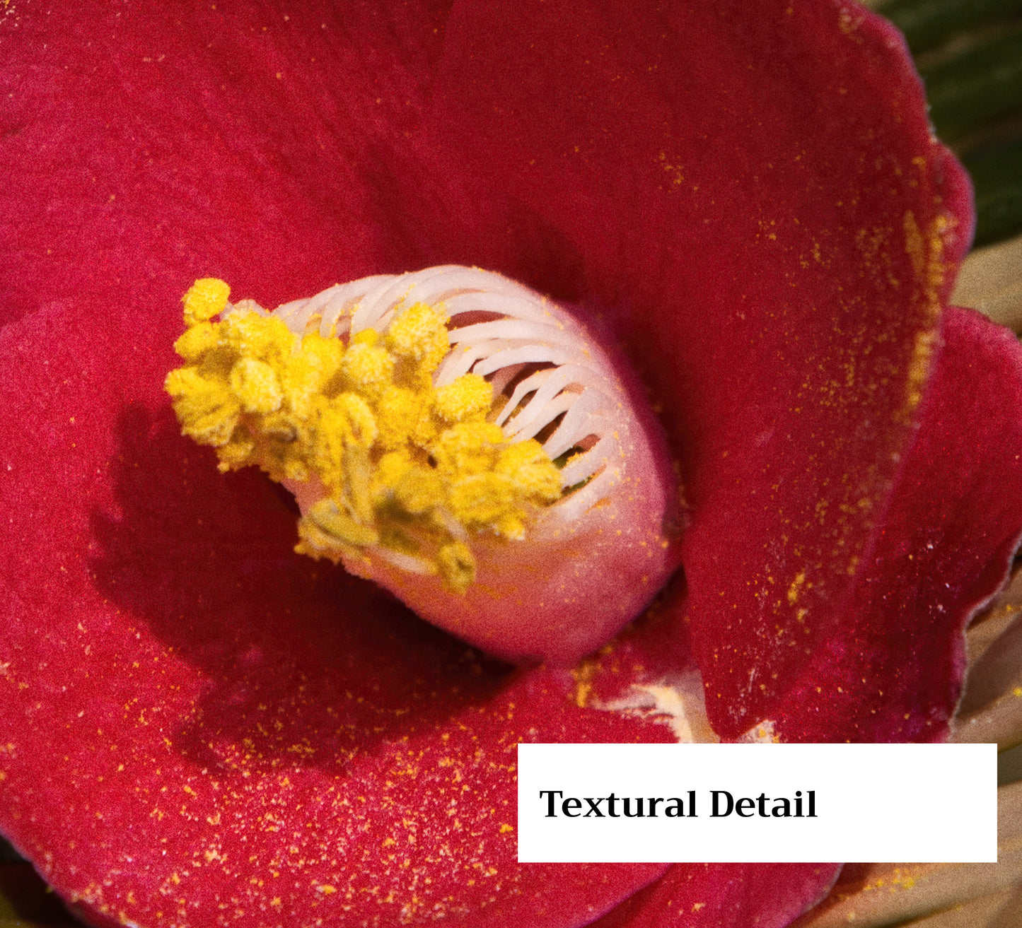 Camellia Form