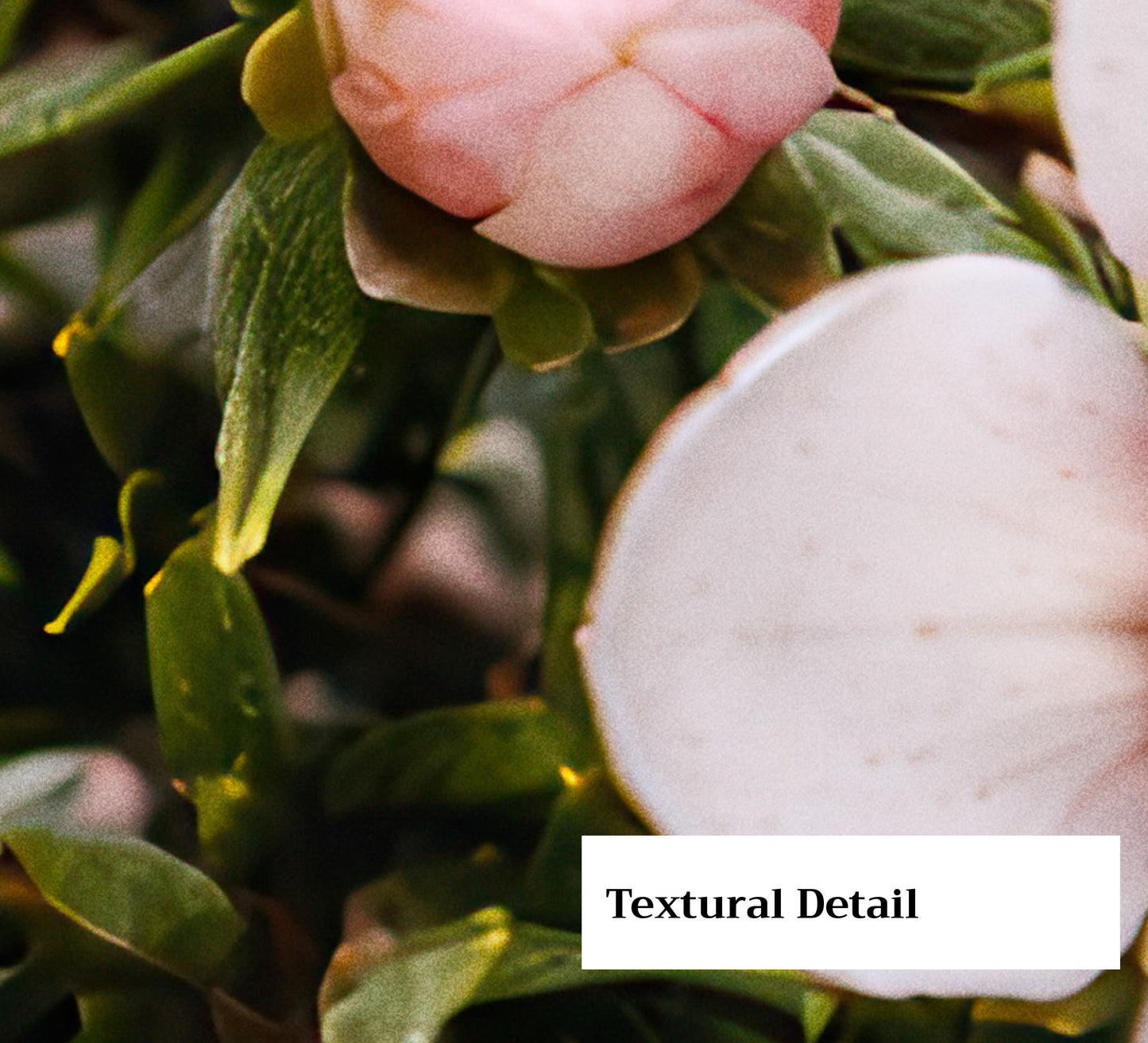 Manuka Form