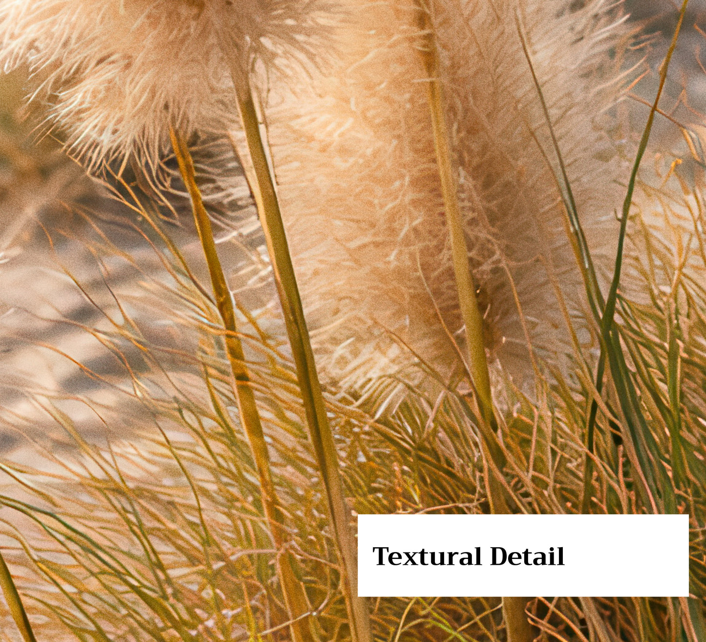 Dune Grass