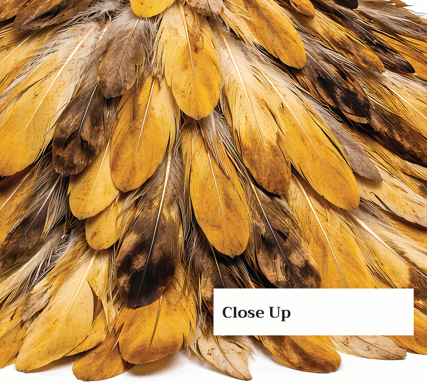 Feather Golden Plume