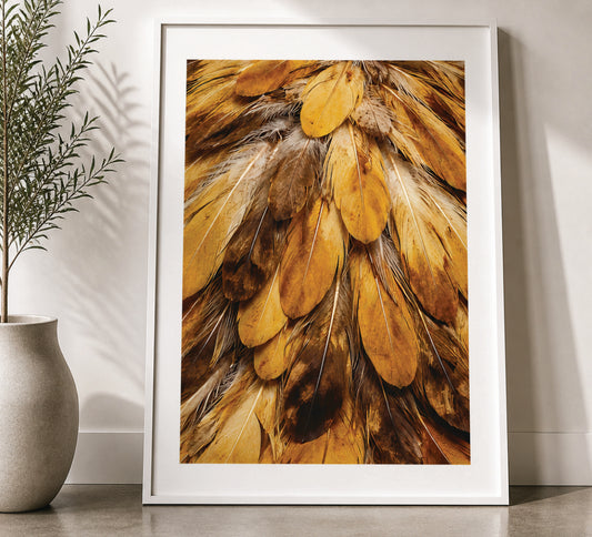 Feather Golden Plume
