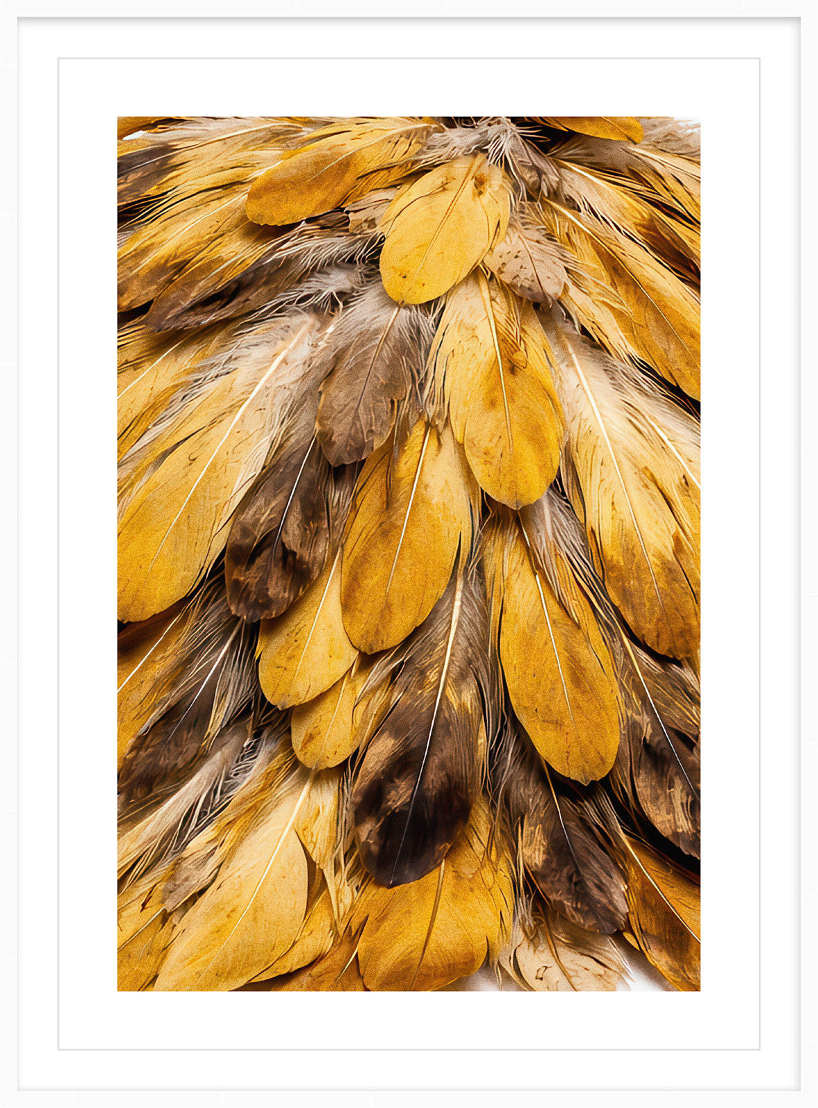 Feather Golden Plume