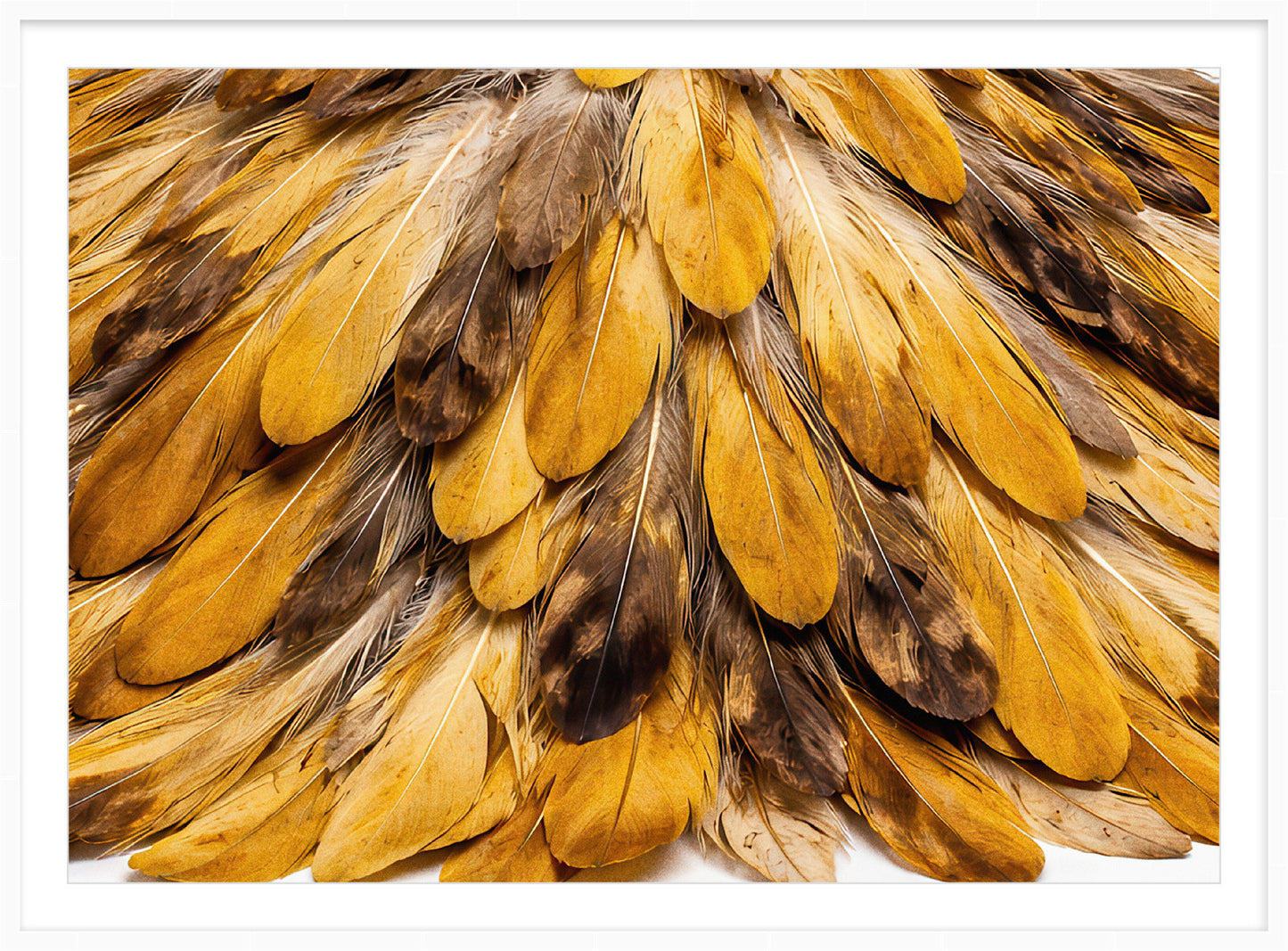 Feather Golden Plume