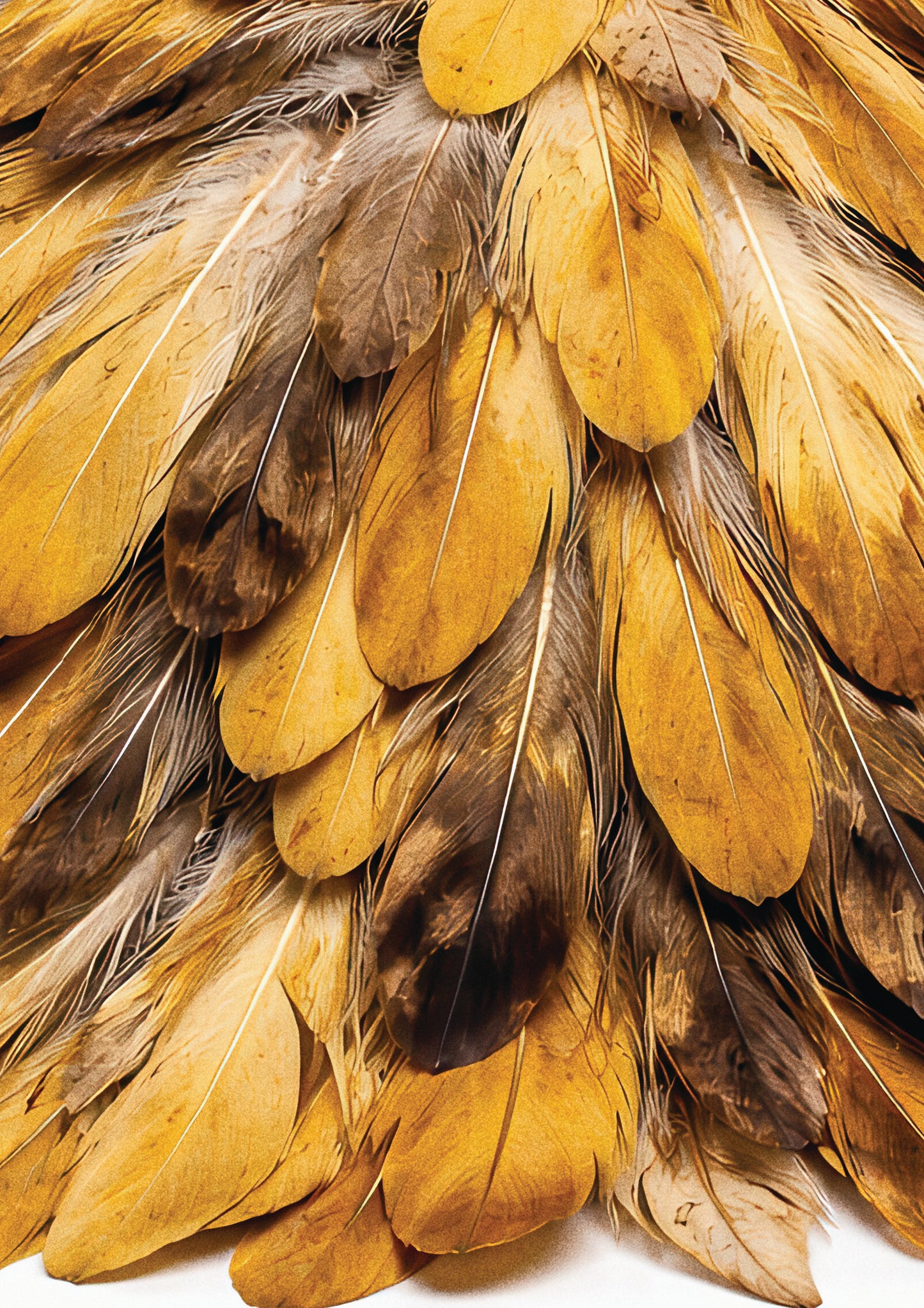 Feather Golden Plume