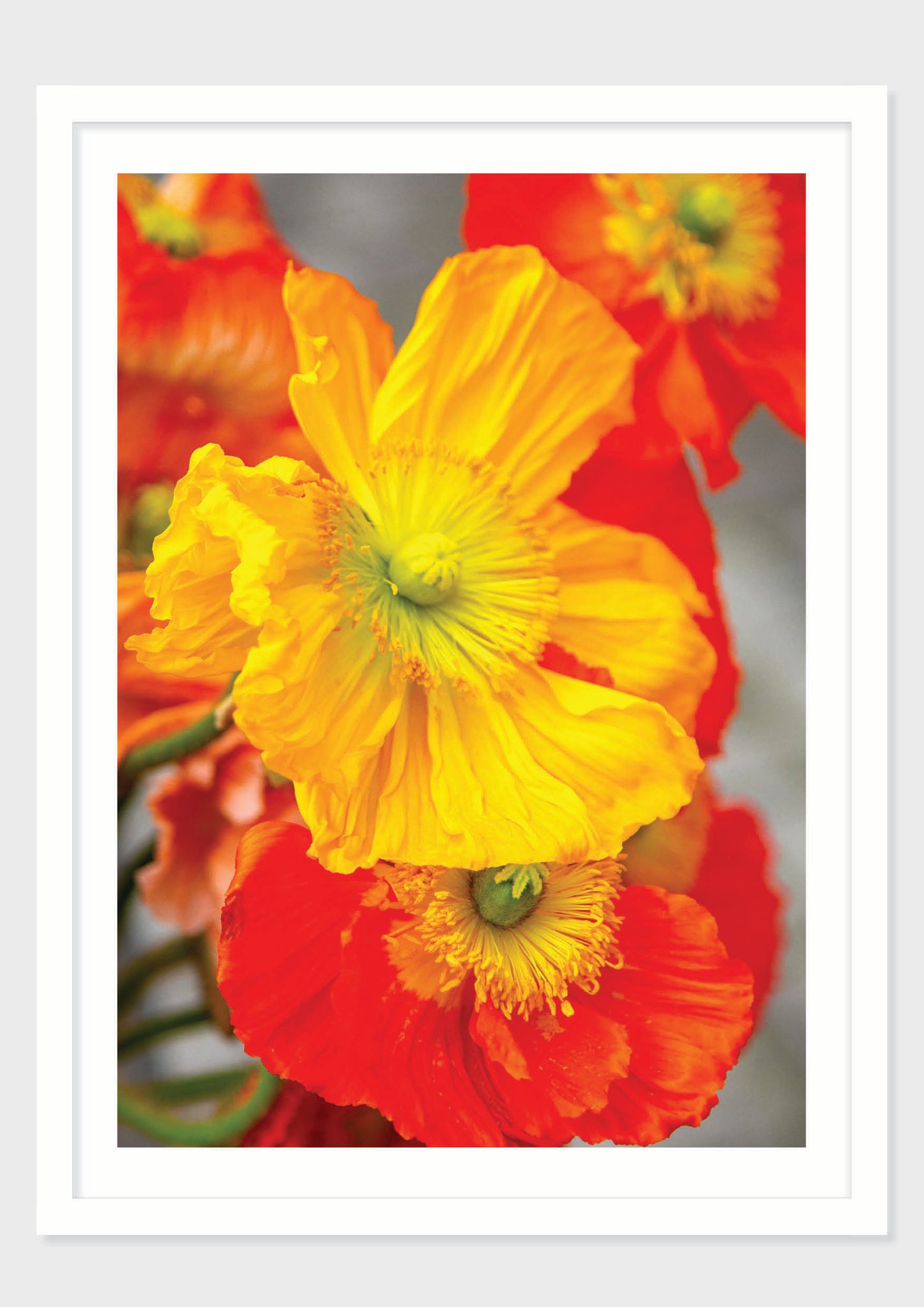 Poppy Field Study