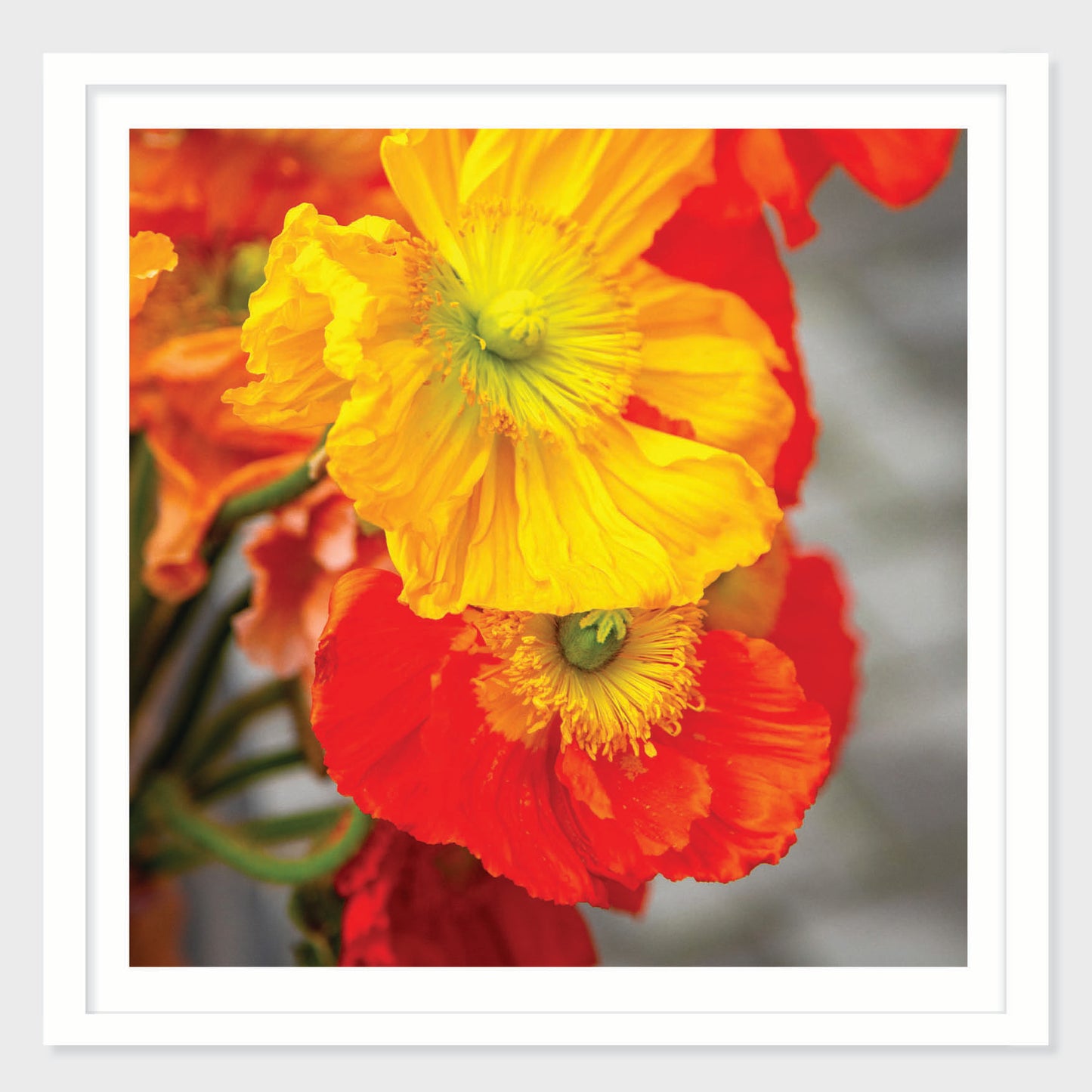 Poppy Field Study