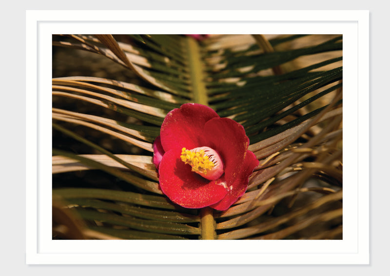 Camellia Form