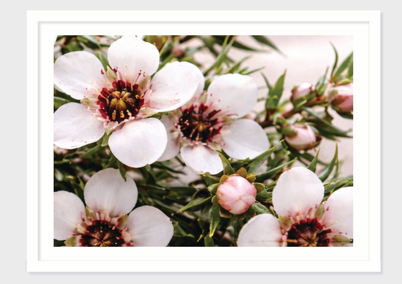 Manuka Form