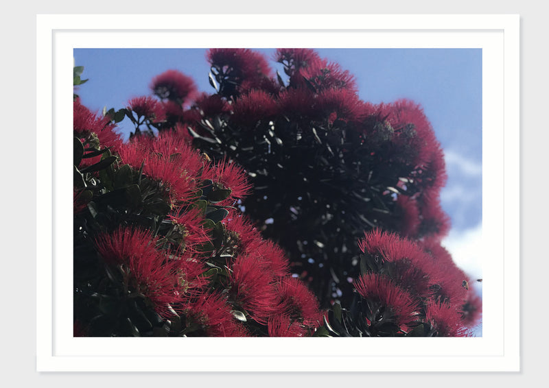 Coastal Bloom