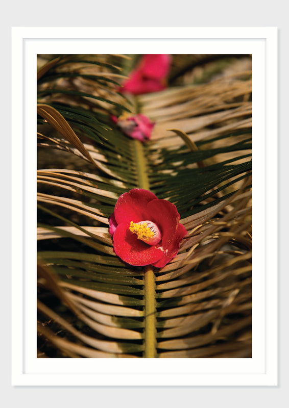 Camellia Form
