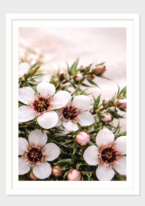 Manuka Form