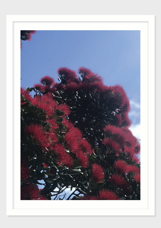 Coastal Bloom