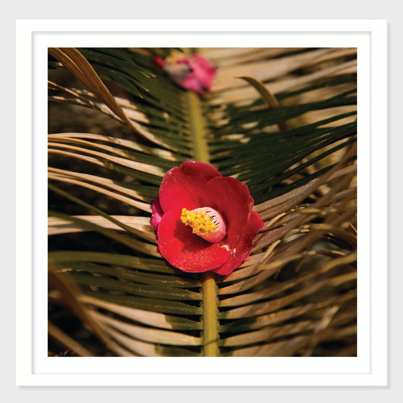 Camellia Form