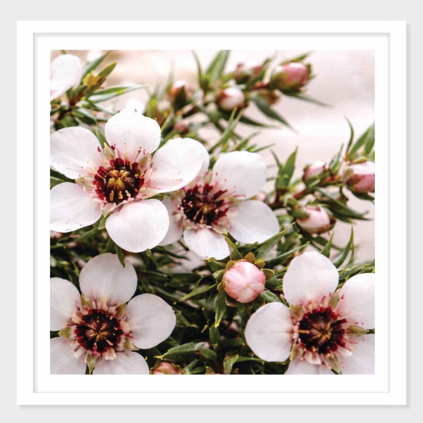 Manuka Form