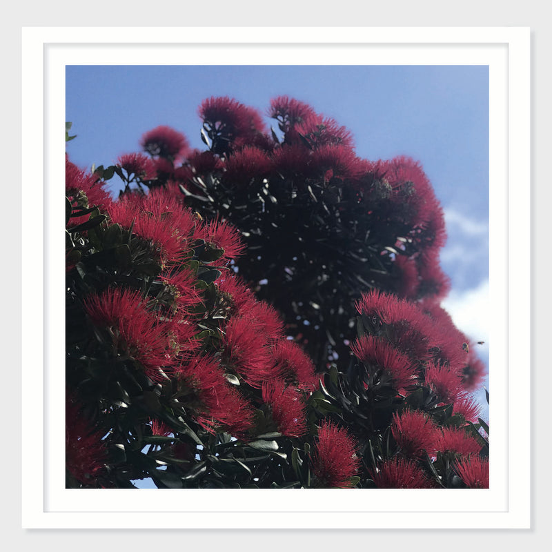 Coastal Bloom