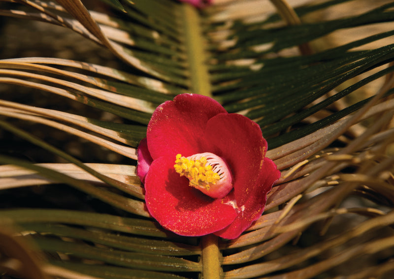 Camellia Form