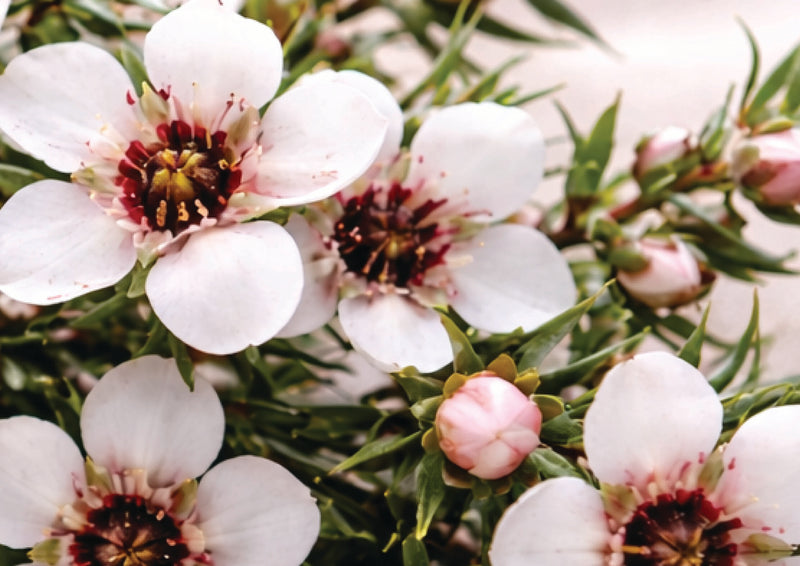 Manuka Form