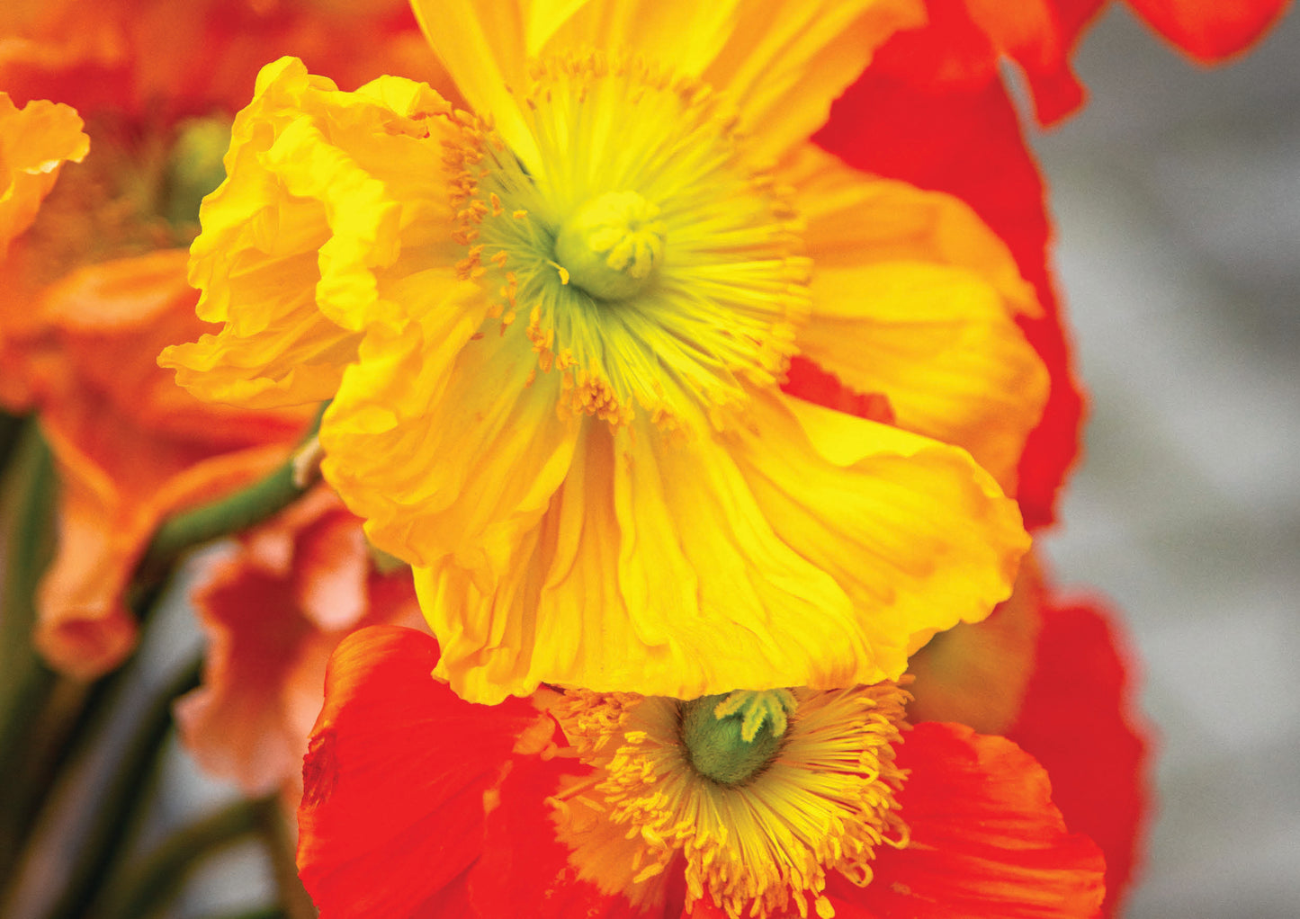 Poppy Field Study
