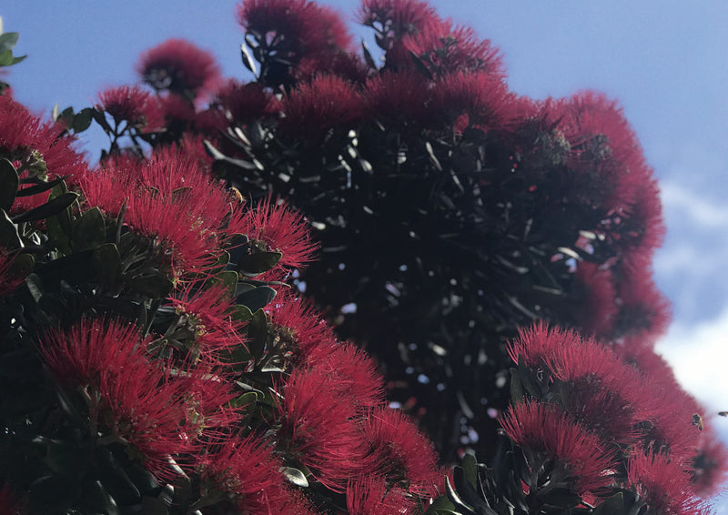 Coastal Bloom