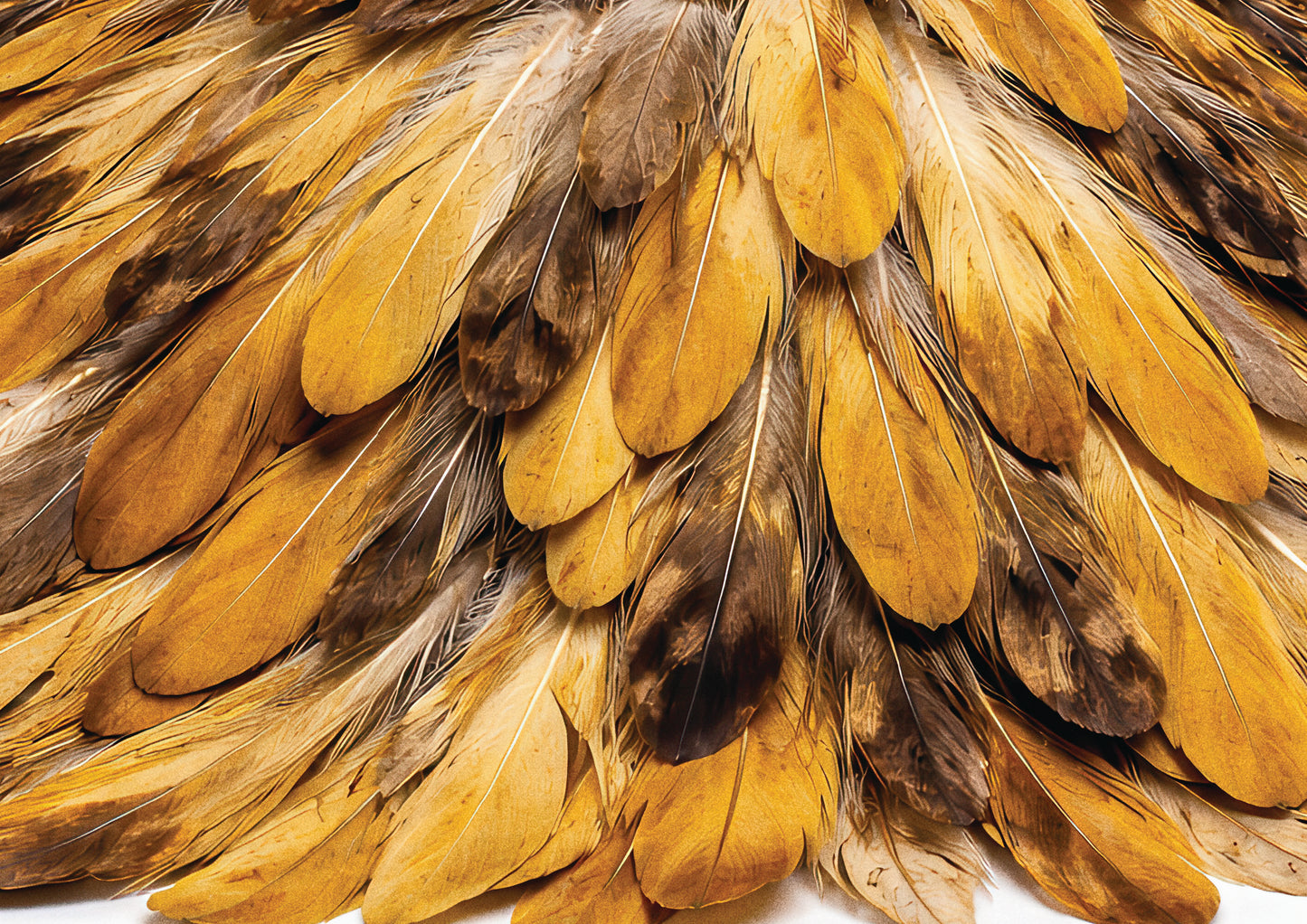 Feather Golden Plume