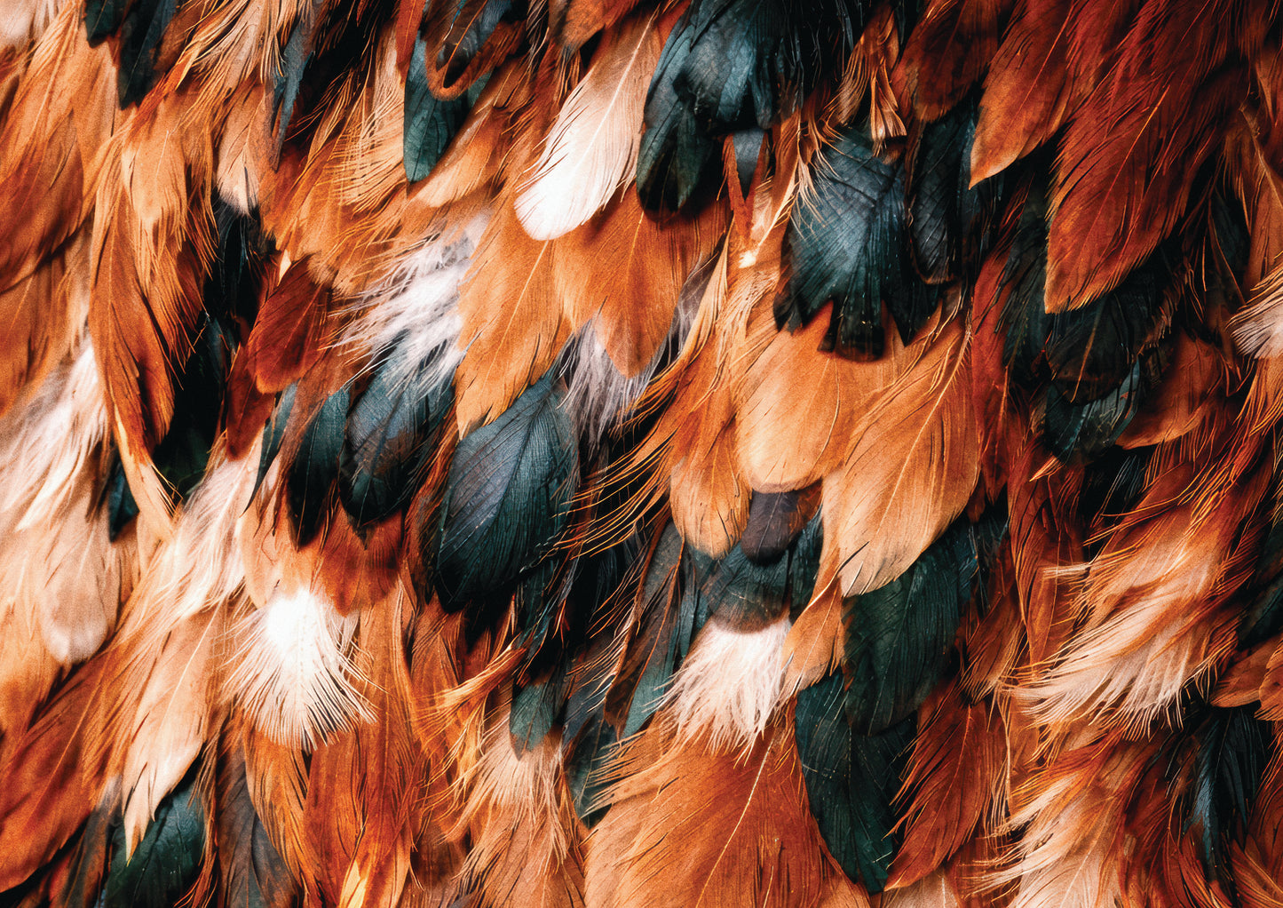 Feather Ember