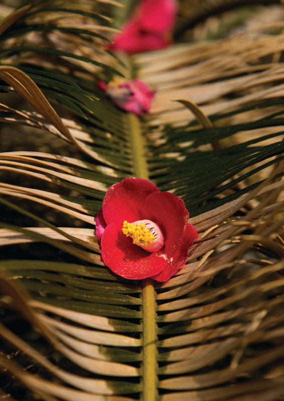 Camellia Form