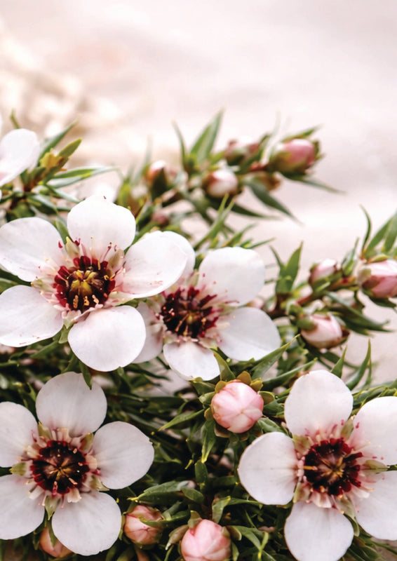 Manuka Form