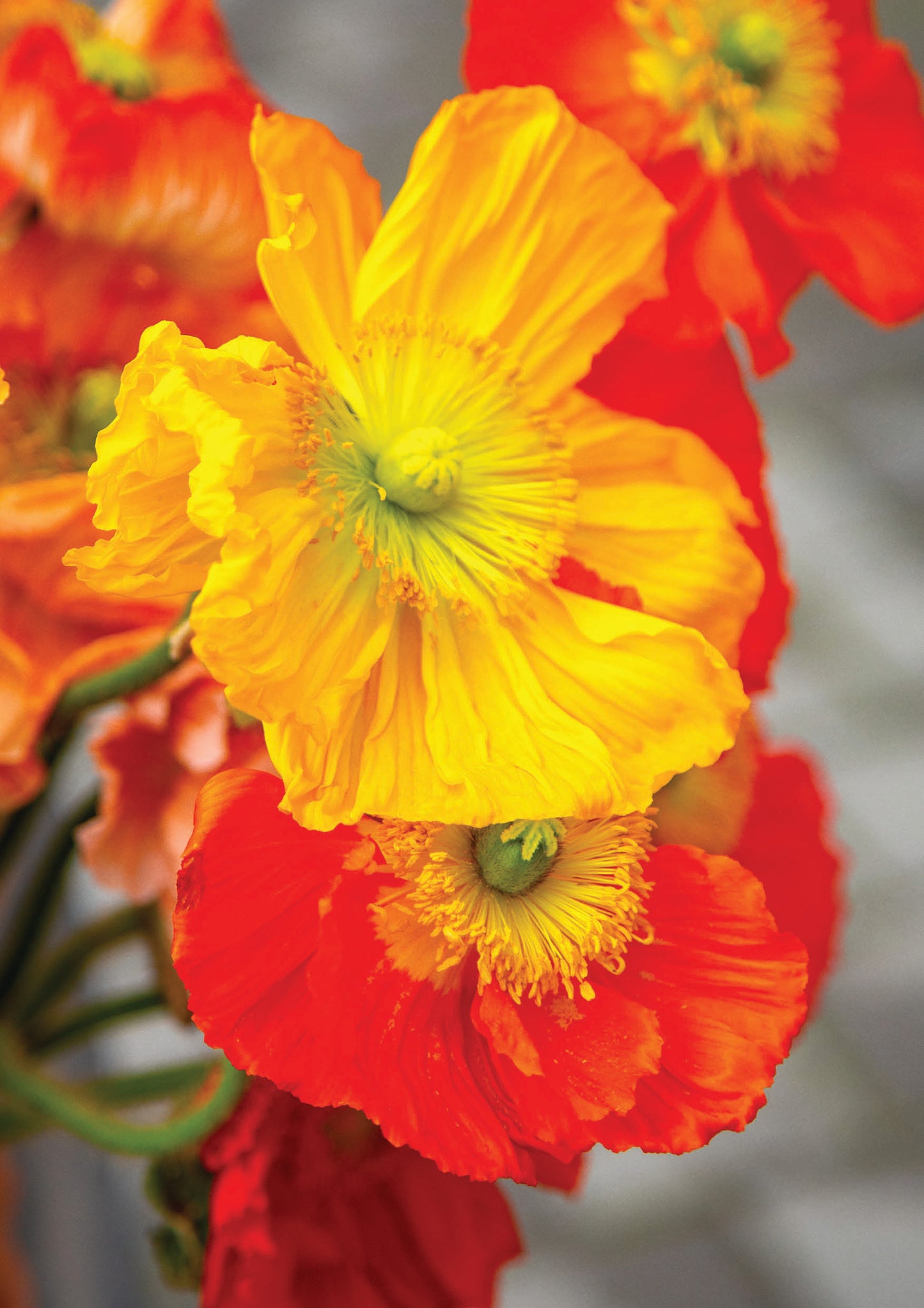 Poppy Field Study