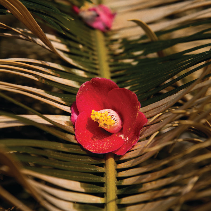 Camellia Form