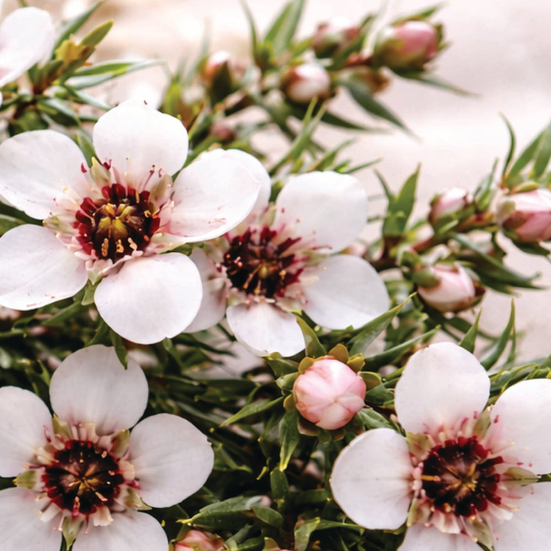 Manuka Form
