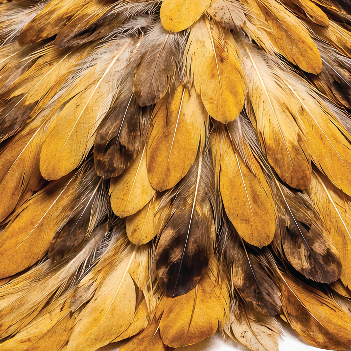 Feather Golden Plume