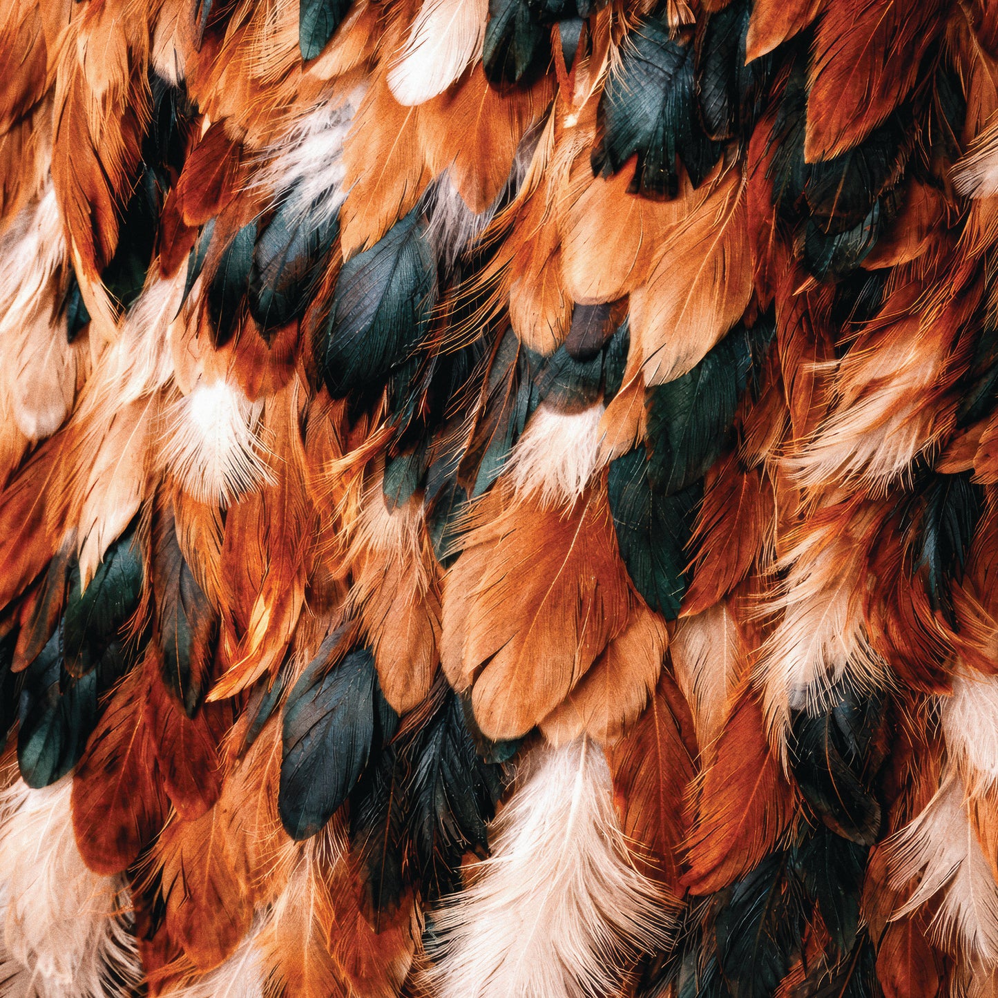 Feather Ember
