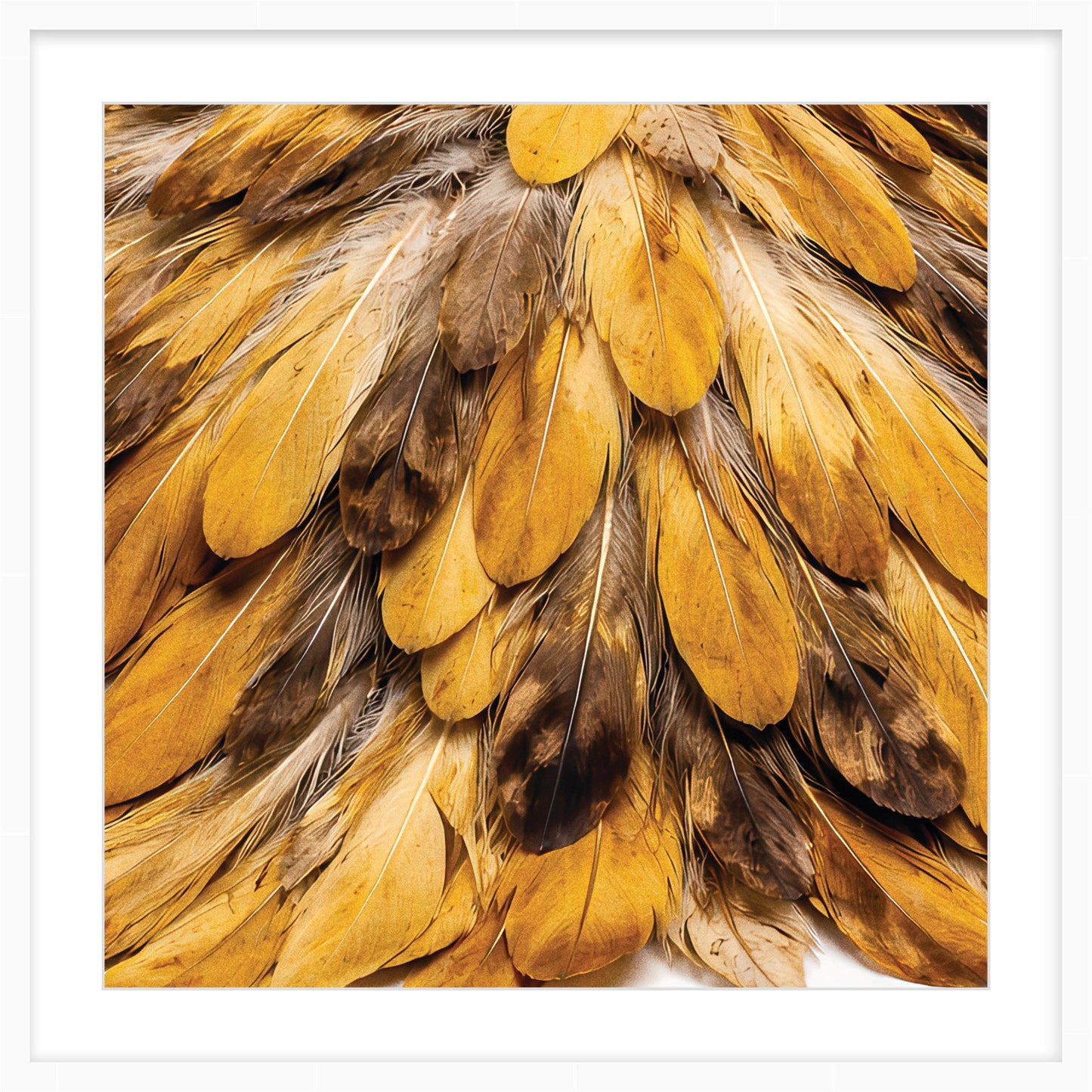 Feather Golden Plume